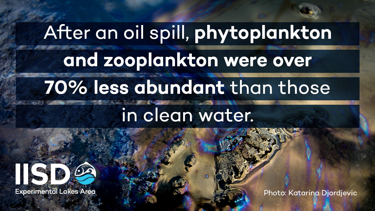 Text card that explains that after an oil spill in fresh water, phytoplankton and zooplankton are less abundant.