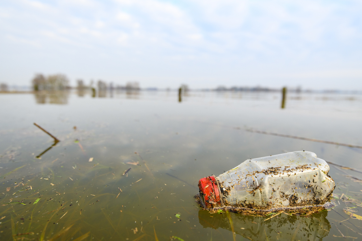 Plastic bottle floating in a river with reeds