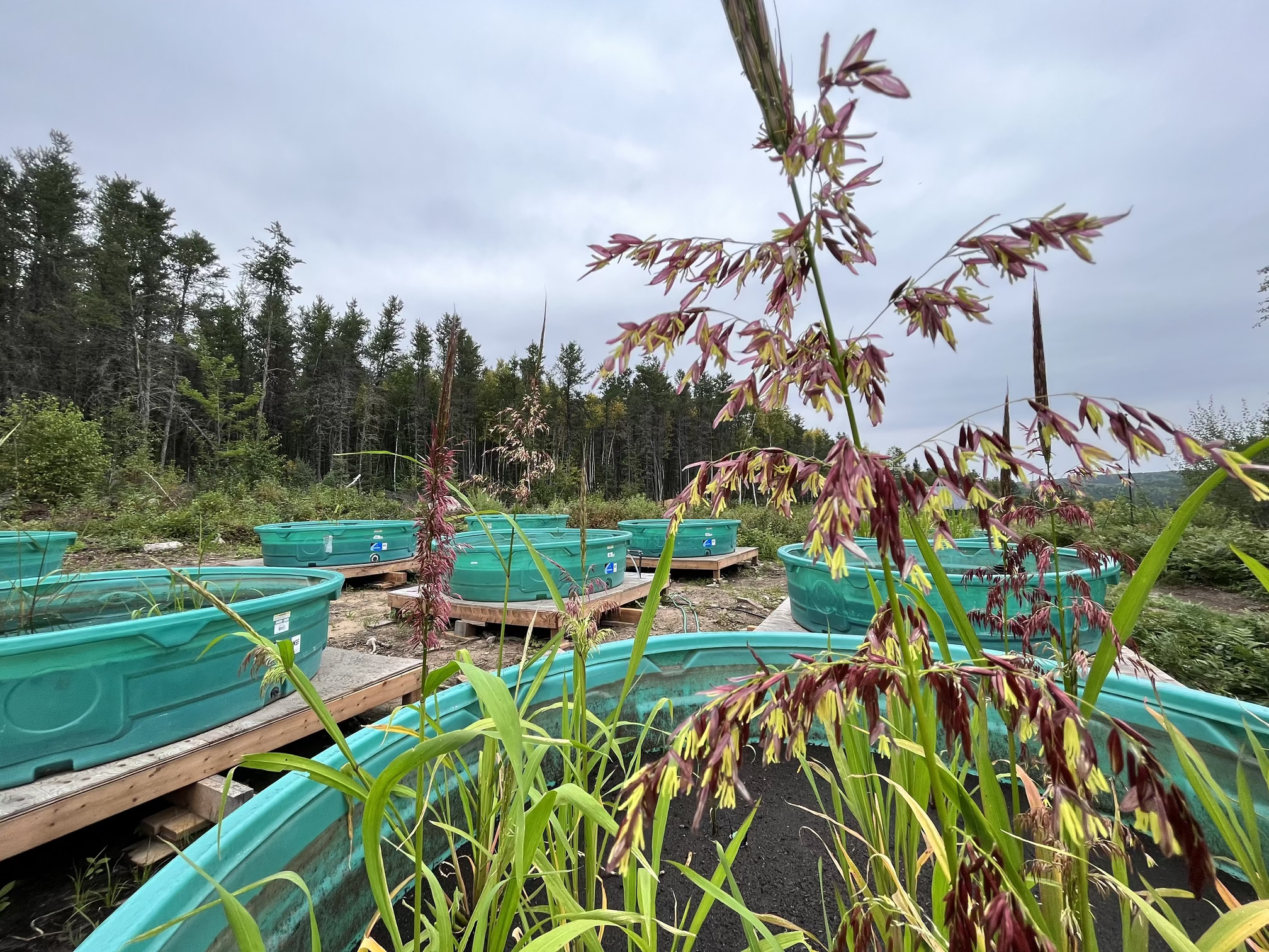 Tubs of wild rice plants set in a cloudy sky