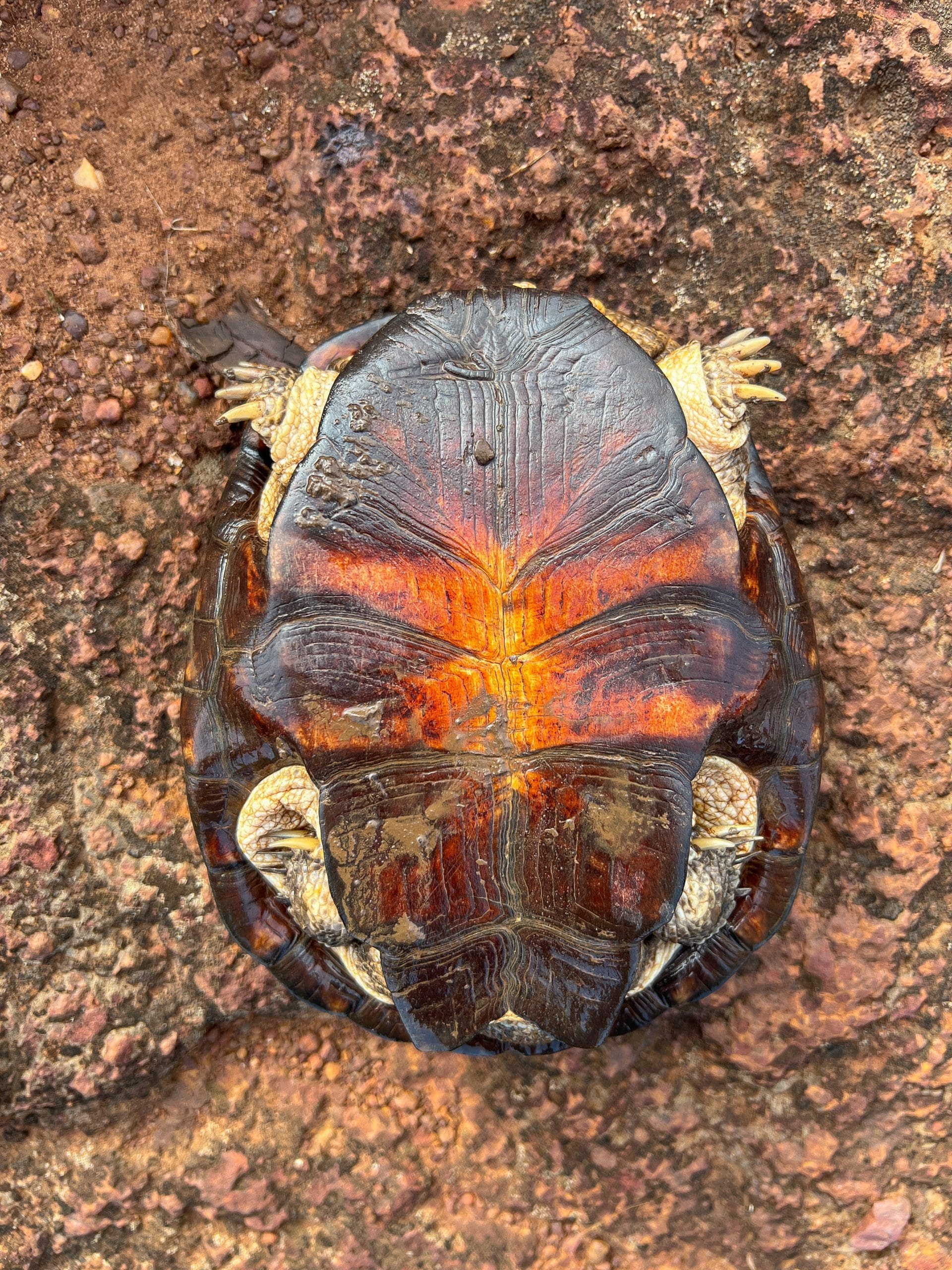 Underside of a swamp terrapin